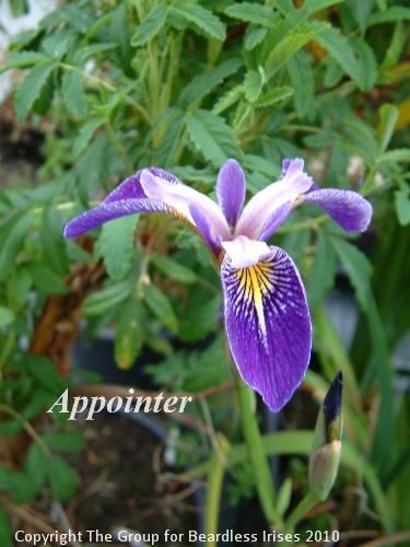Iris Appointer2